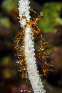 Decorator Crab
North Wall, Grand Cayman by Chase Darnell 